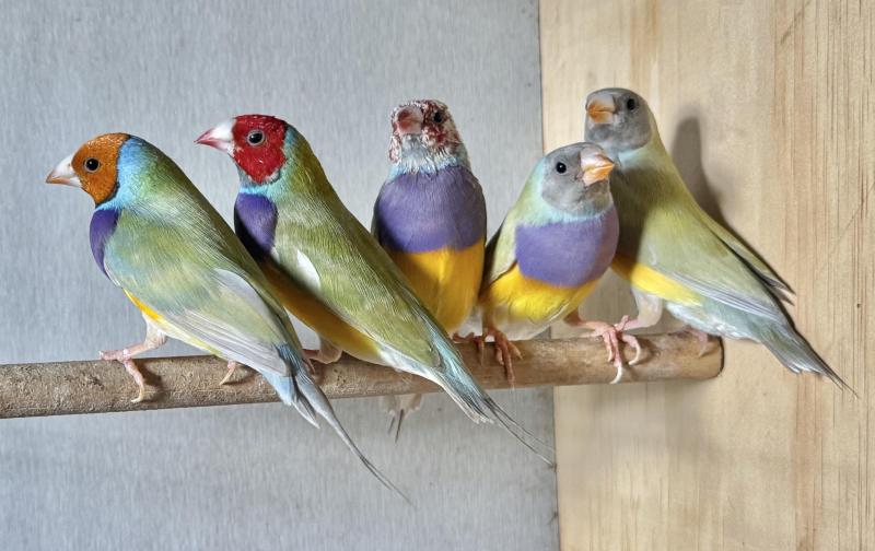 Australian Recessive Dilute Gouldians