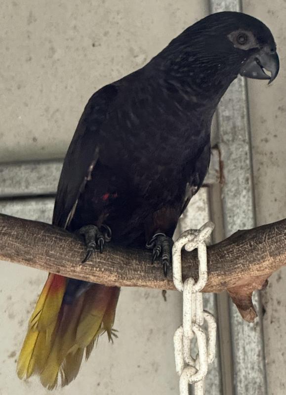 Black Lories (factory seconds)