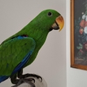 Eclectus hand raised