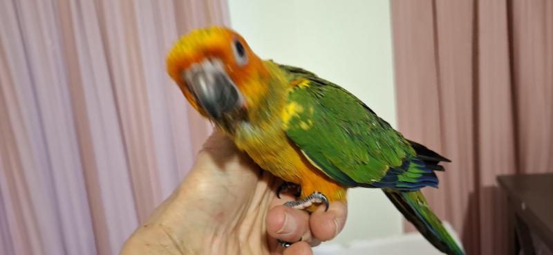 Sun Conures hand raised