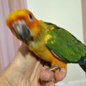 Sun Conures hand raised