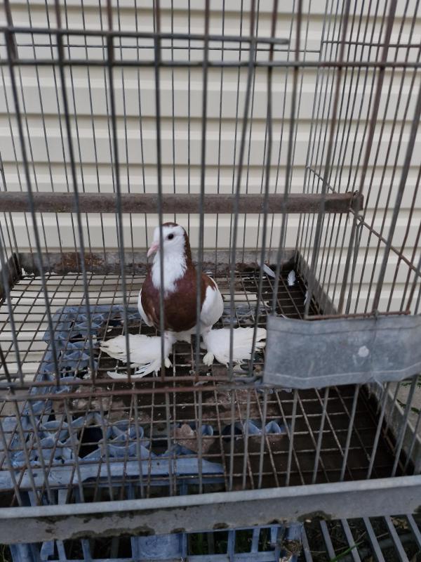 Young Australian Saddleback Tumbler