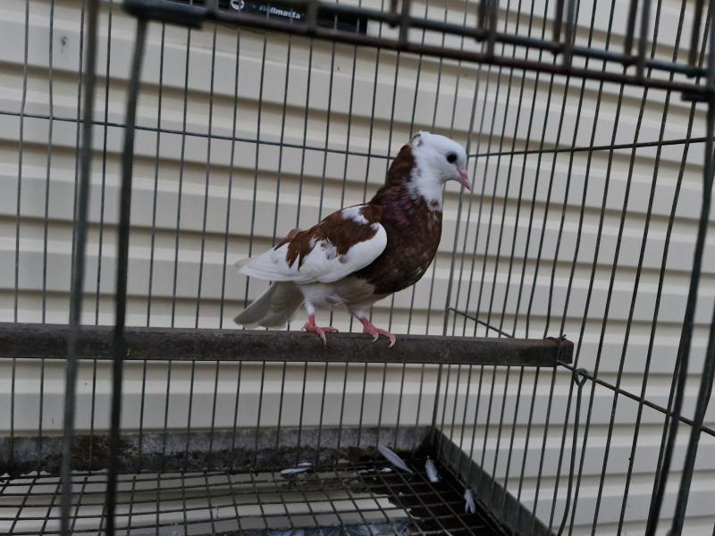 Iranian High Flying Pigeon