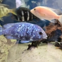 Placidochromis Phenochilus Tazania ( Star Sapphire )