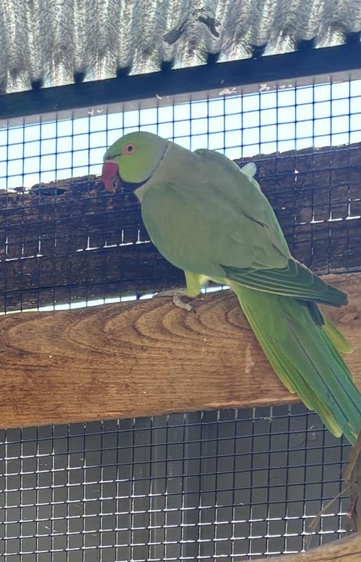 Ringneck pair and spares