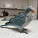Hand reared young female Blue Quaker