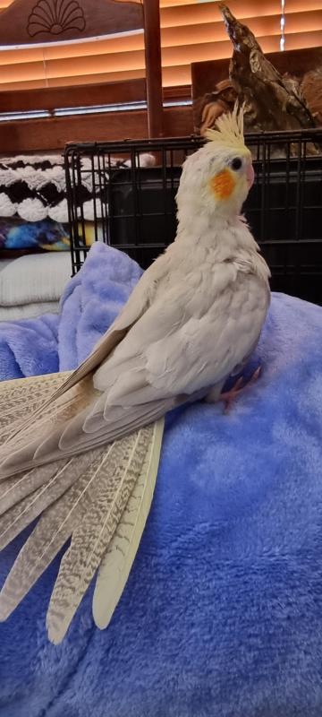 Avery breed cockatiel babys