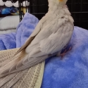 Avery breed cockatiel babys
