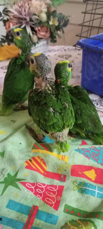 Blue front Amazons babies