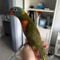 Hand raised lorikeet