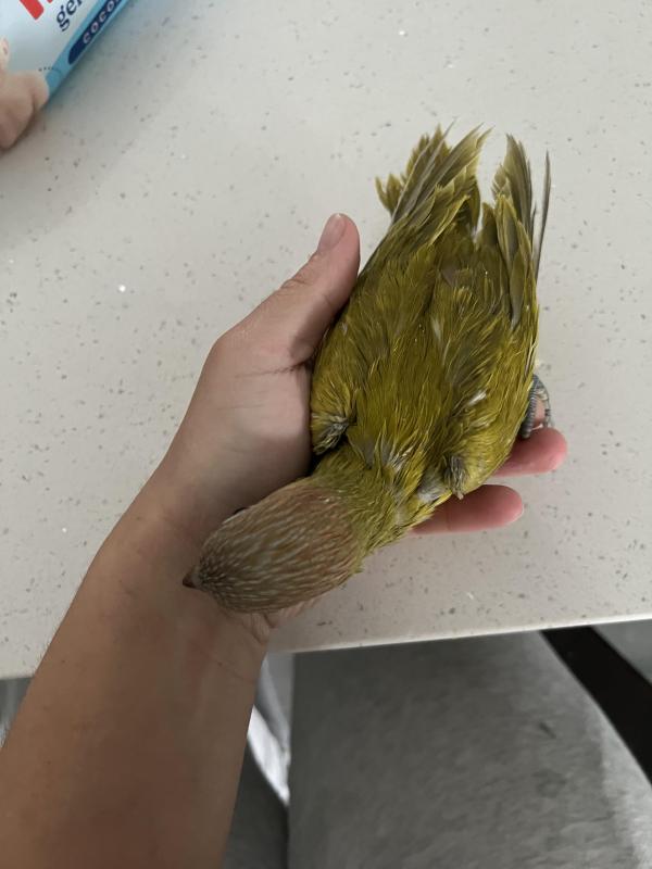 Hand raised lorikeet