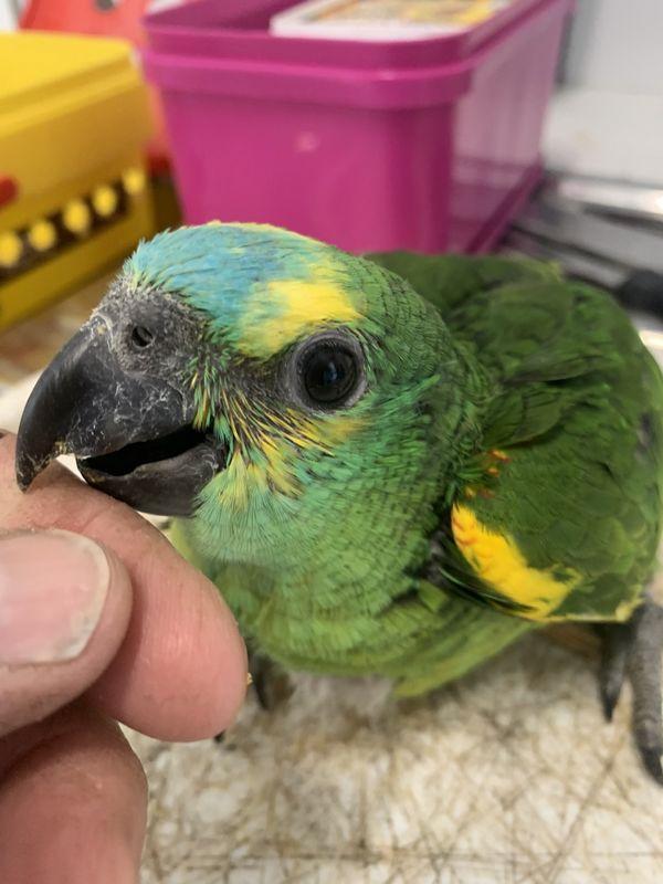 Hand Raised Blue Front Amazon