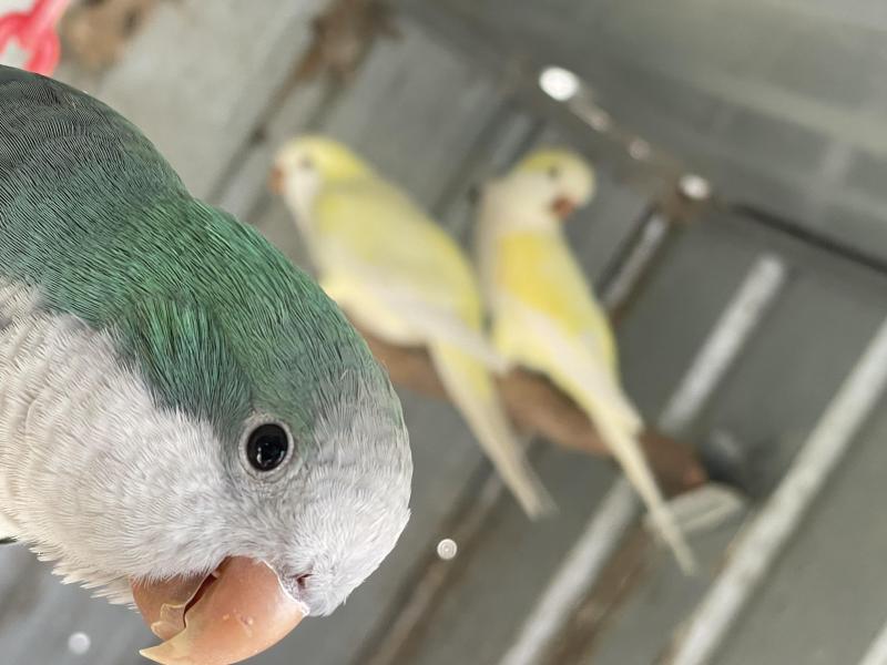 Quakers Pairs Available At Orange Bird Sale