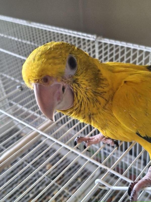 Young Golden Conure cock bird
