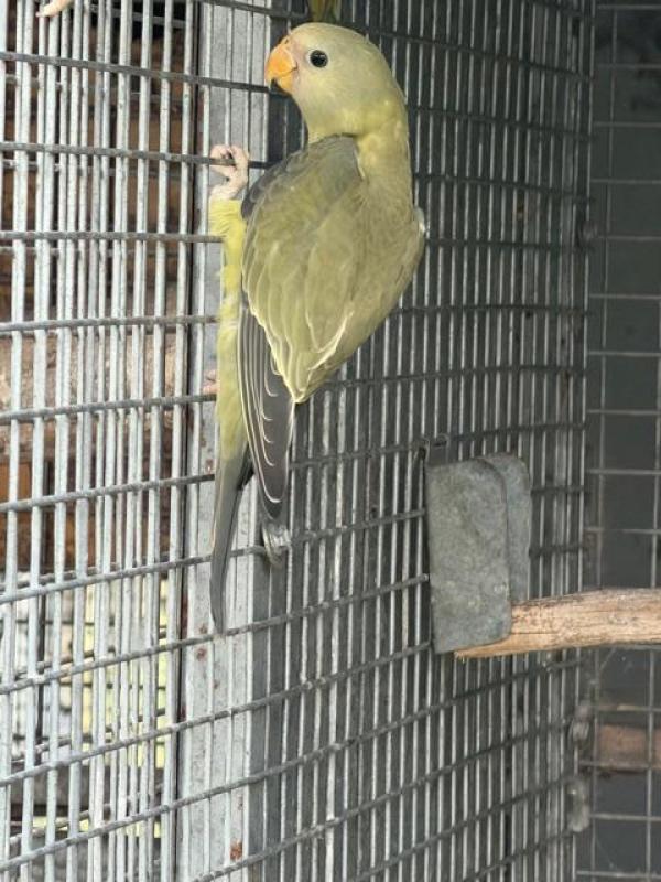 Greygreen plumhead hen