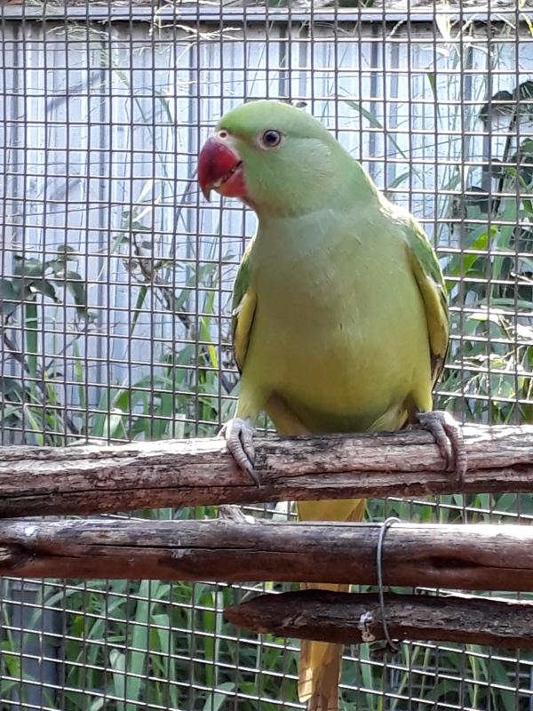 6 year old green split blue proven Breeding HEN