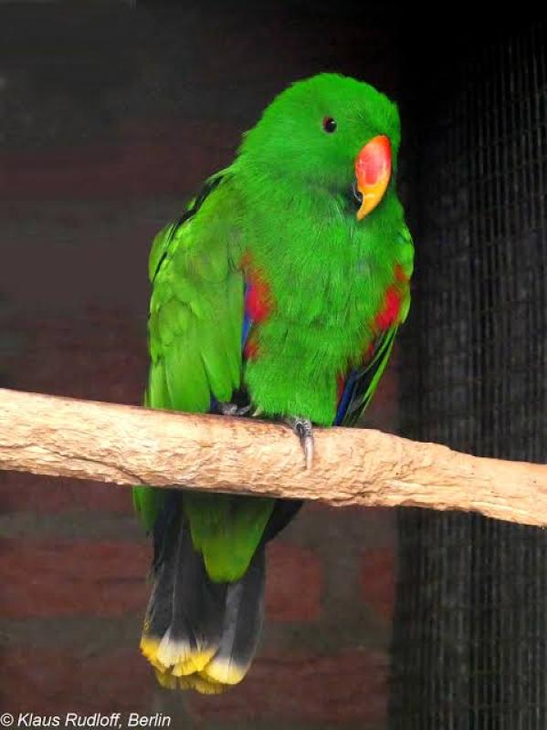 Eclectus Vosmaeri Male Baby or Handraised Wanted