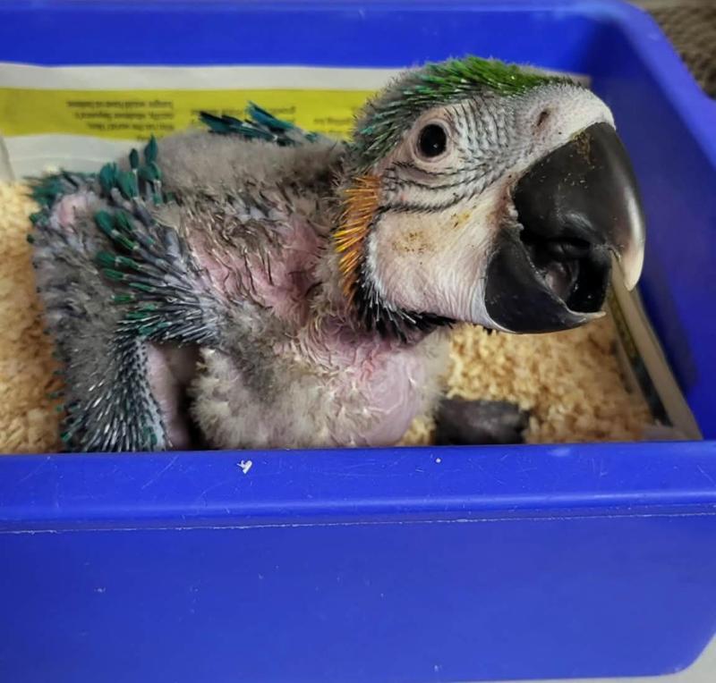 Baby Blue and Gold Macaws