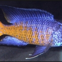 NSW cichlid society meeting February 7