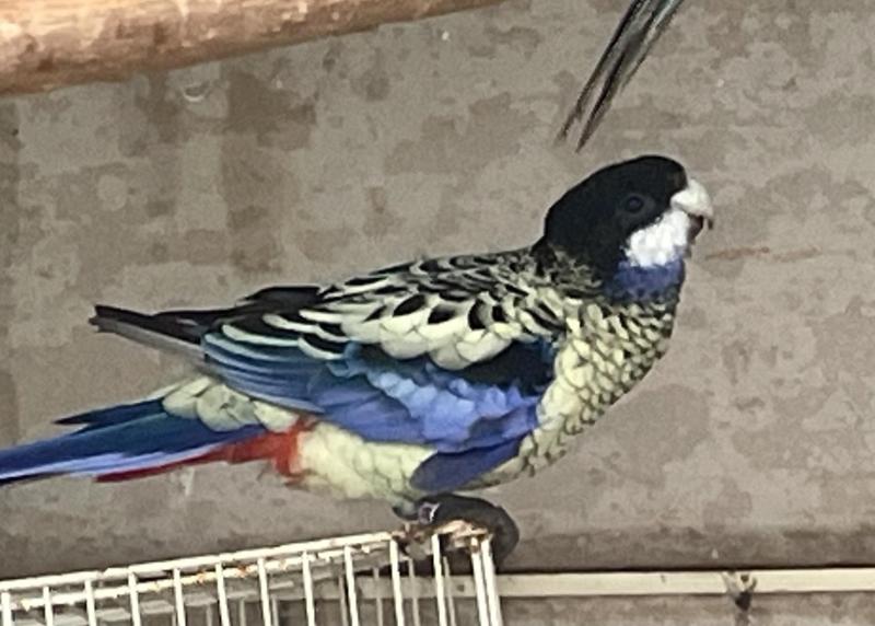 Northern rosella pair