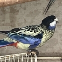 Northern rosella pair