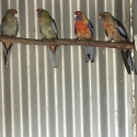 Adelaide young rosellas