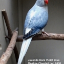 IDIAN RINGNECK MUTATIONS