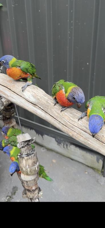 Babys Rinbow Lorkeet hand raised tame