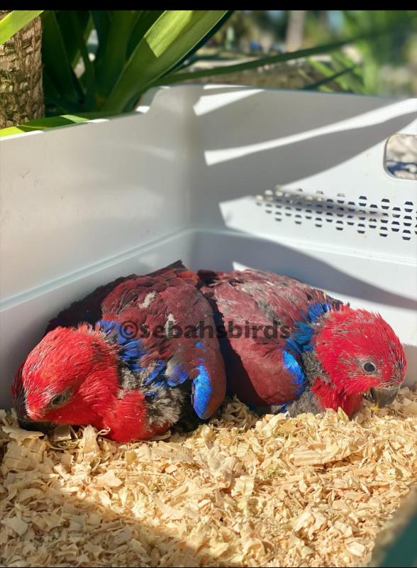 Grand Elictrce female hand raise 