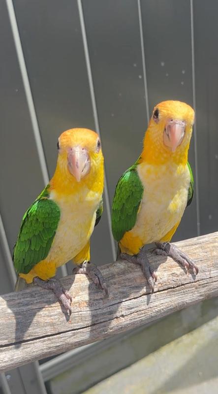 White belly & black headed quick & sinagal Parrots babies hand raised