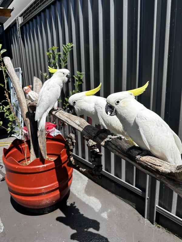 Baby Sulphur-crested Cockatoos 