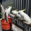 Baby Sulphur-crested Cockatoos 