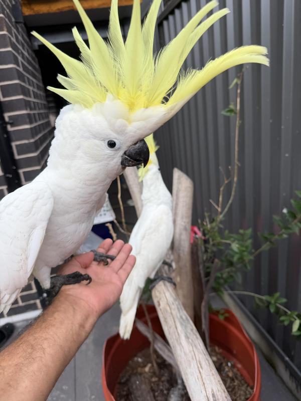 Baby Sulphur-crested Cockatoos