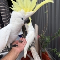 Baby Sulphur-crested Cockatoos