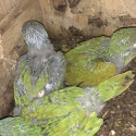 Sharptail conure hens and cocks