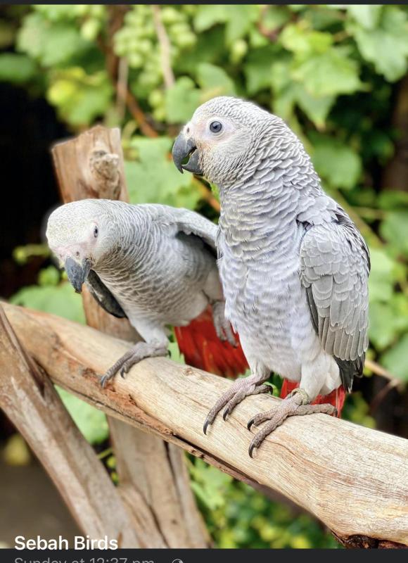 Babies African Grey hand raise tame