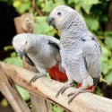 Babies African Grey hand raise tame