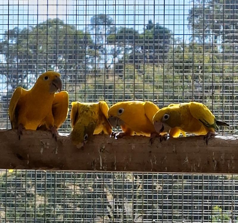 Golden Conures ( Queens ) exchange or sale