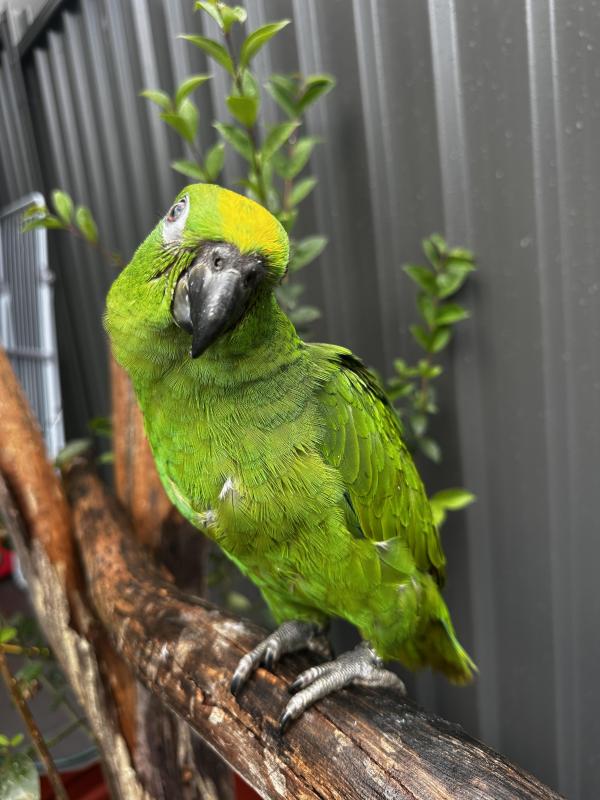 Baby yellow crown Amazon male hand raised tame