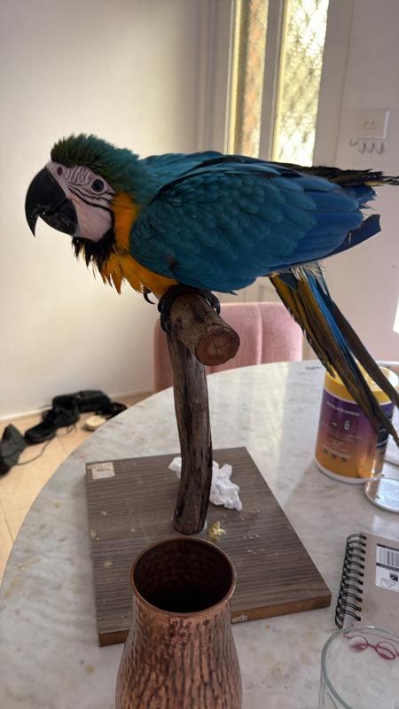 Blue and Gold Macaw