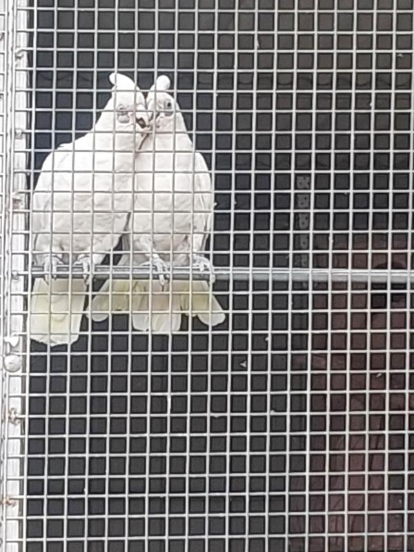 Wa short built coreellas