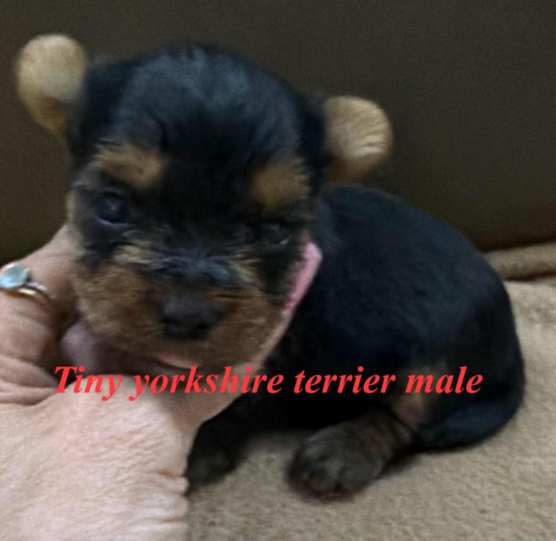 Tiny Yorkshire terrier puppies