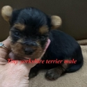 Tiny Yorkshire terrier puppies