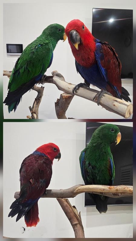 Eclectus HandRaised