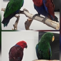 Eclectus HandRaised