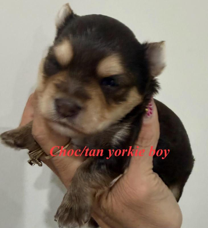 Exotic tan/choc white   tiny Yorkie boy