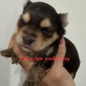 Exotic tan/choc white   tiny Yorkie boy