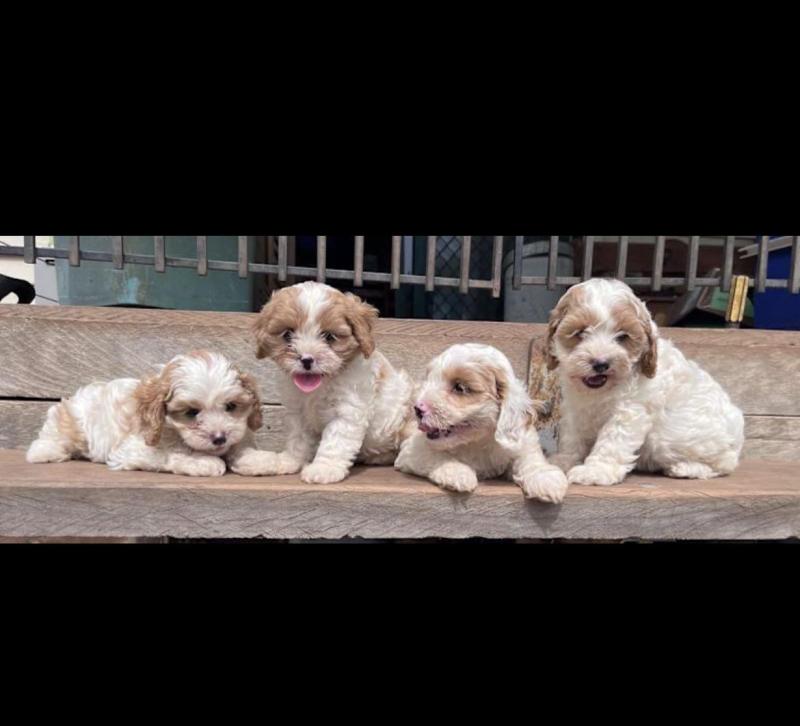 Adorable Cavoodle puppies - ready soon