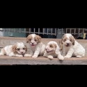 Adorable Cavoodle puppies - ready soon