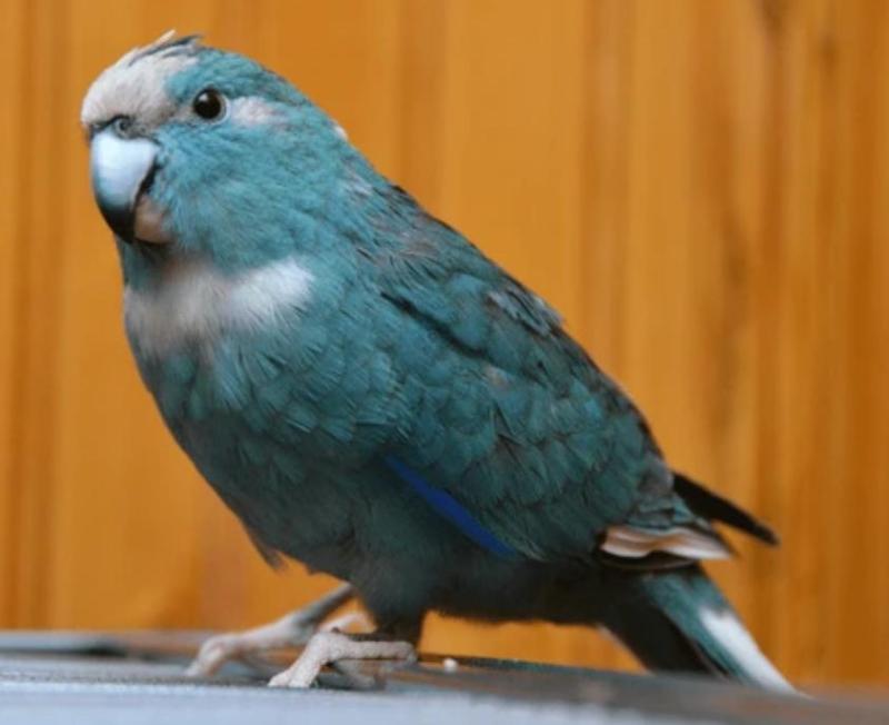 Wanted - Female Kakarikis